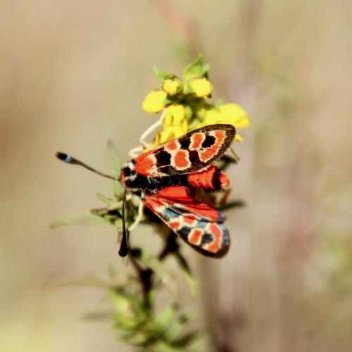 Zygaena fausta